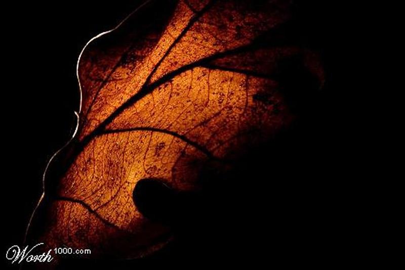 Fond ecran (18)